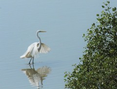 Ardea alba