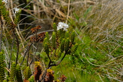 Veronica pauciramosa