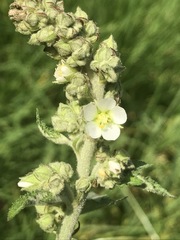 Kearnemalvastrum lacteum