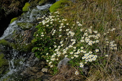 Celmisia bellidioides
