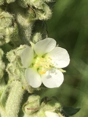 Kearnemalvastrum lacteum
