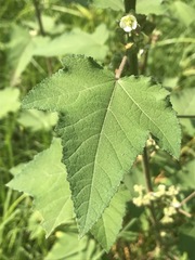 Kearnemalvastrum lacteum