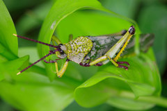 Taphronota calliparea