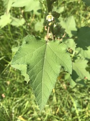 Kearnemalvastrum lacteum