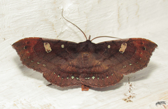 Eulepidotinae