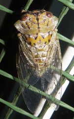 Oxypleura lenihani