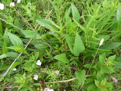 Rudbeckia texana
