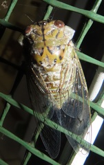 Oxypleura lenihani
