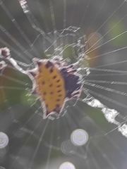 Gasteracantha cancriformis