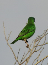 Dacnis cayana
