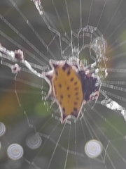 Gasteracantha cancriformis