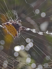 Gasteracantha cancriformis