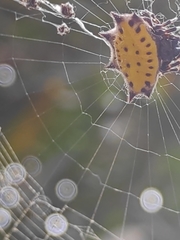 Gasteracantha cancriformis