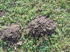 Talpa europaea