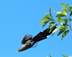 Phaenicophaeus tristis