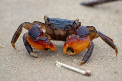 Parasesarma catenatum