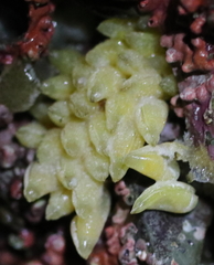 Nucella canaliculata