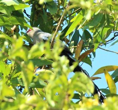 Phaenicophaeus tristis