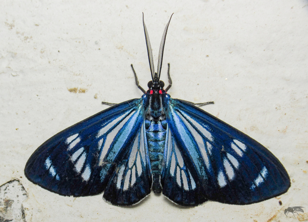 Isostola