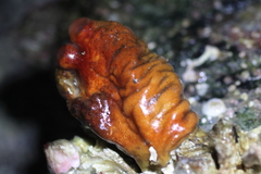 Halocynthia aurantium