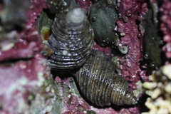 Nucella canaliculata