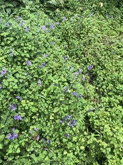 Plectranthus saccatus