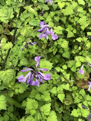 Plectranthus saccatus