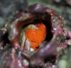 Glebocarcinus oregonensis