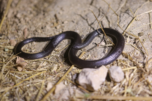 Anderson's Stiletto Snake