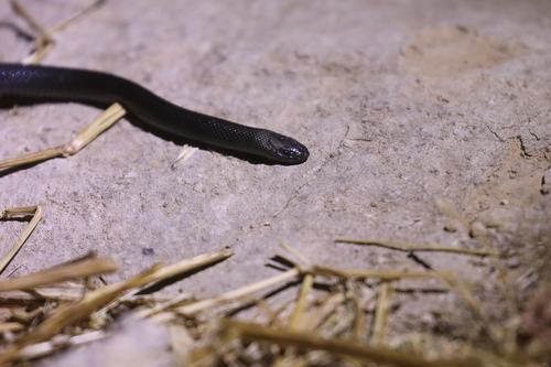 Anderson's Stiletto Snake