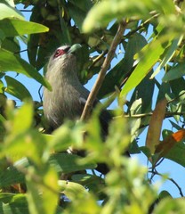 Phaenicophaeus tristis