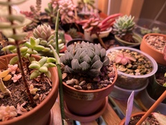 Haworthia cooperi