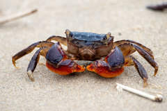 Parasesarma catenatum