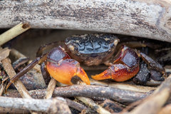 Parasesarma catenatum