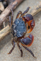 Parasesarma catenatum