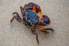 Parasesarma catenatum