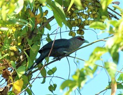 Phaenicophaeus tristis