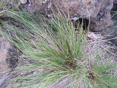 Festuca petraea