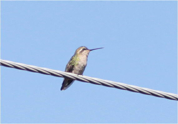Short-tailed Emerald (Chlorostilbon poortmani), photo 3