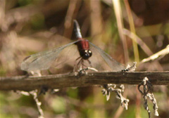 Erythrodiplax abjecta