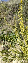 Reseda stricta