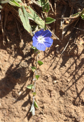 Evolvulus bogotensis