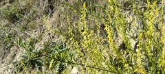 Reseda stricta
