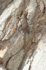 Quedenfeldtia trachyblepharus