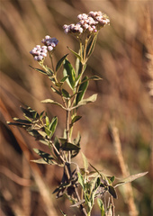 Stevia lucida
