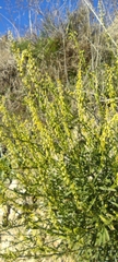 Reseda stricta