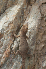 Quedenfeldtia trachyblepharus