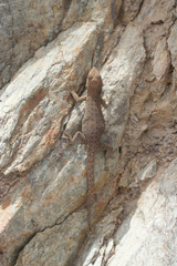 Quedenfeldtia trachyblepharus