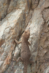 Quedenfeldtia trachyblepharus