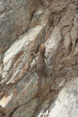 Quedenfeldtia trachyblepharus